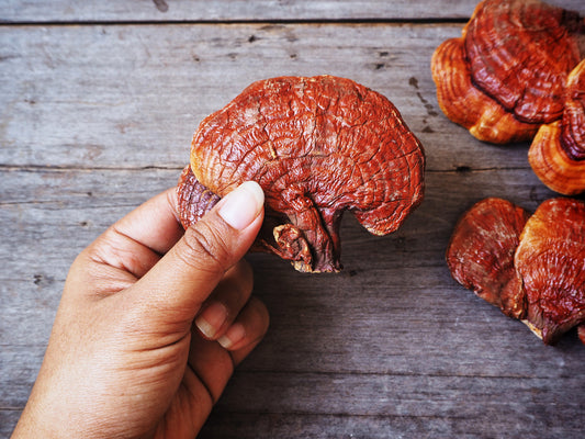 The Superpower of Reishi and Your Skin